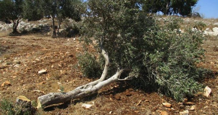 Image of Israeli military officer statement